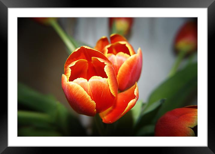 Tulips Framed Mounted Print by michelle stevens