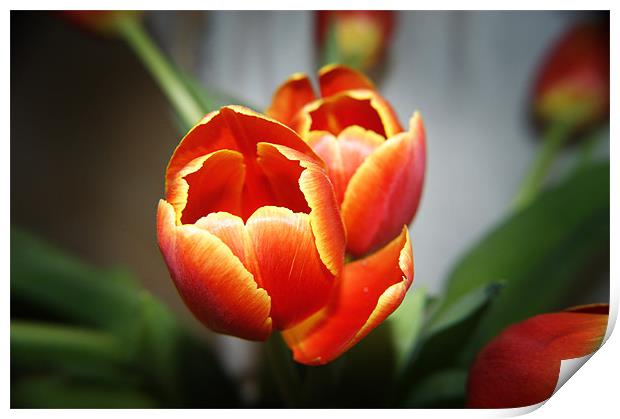 Tulips Print by michelle stevens