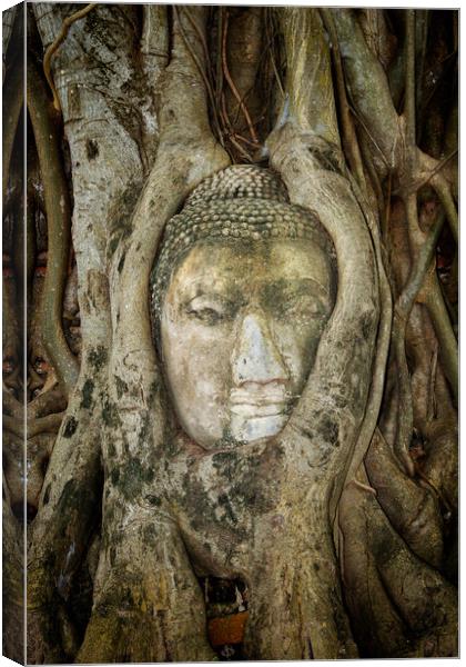 Ancient Buddha Entwined Within Tree Roots In Thailand Canvas Print by Artur Bogacki