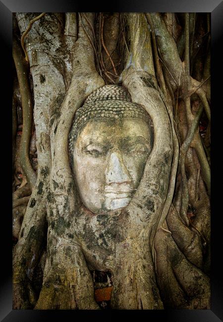 Ancient Buddha Entwined Within Tree Roots In Thailand Framed Print by Artur Bogacki