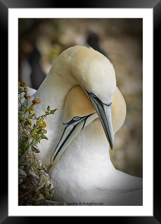 A Tender Moment Framed Mounted Print by claire chown
