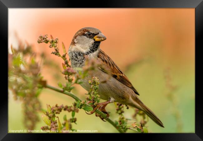House Sparrow bird Framed Print by Stephen Rennie