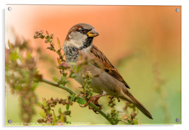 House Sparrow bird Acrylic by Stephen Rennie