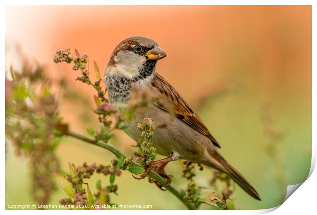 House Sparrow bird Print by Stephen Rennie