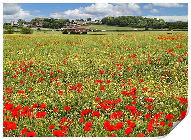 Earsdon Poppies Print by Paul Appleby