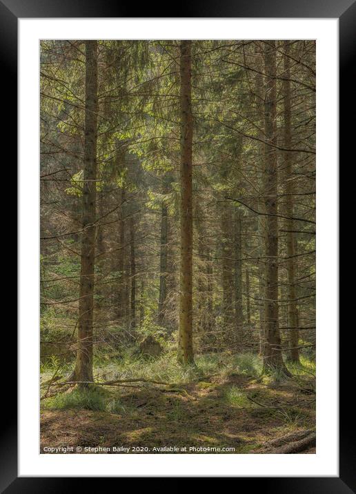 Woodland Light Framed Mounted Print by Stephen Bailey