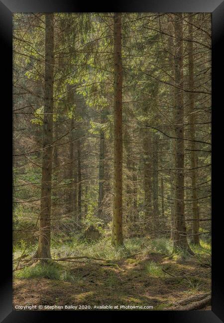 Woodland Light Framed Print by Stephen Bailey