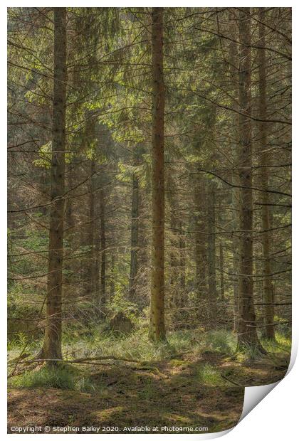 Woodland Light Print by Stephen Bailey