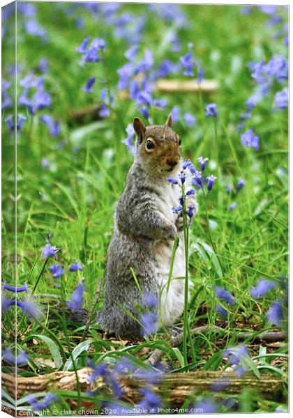 Squirrel Amongst the Bluebells Canvas Print by claire chown