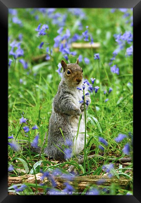 Squirrel Amongst the Bluebells Framed Print by claire chown
