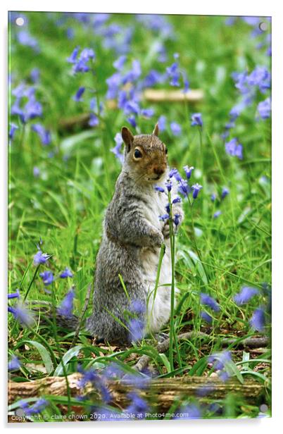 Squirrel Amongst the Bluebells Acrylic by claire chown