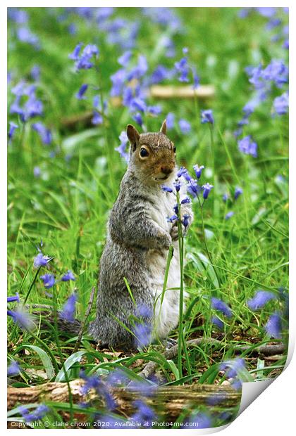 Squirrel Amongst the Bluebells Print by claire chown