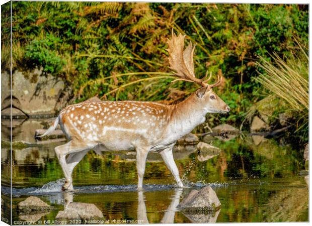 Wading stag. Canvas Print by Bill Allsopp