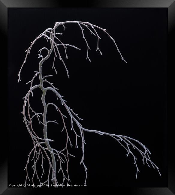 Winter skeleton. Framed Print by Bill Allsopp