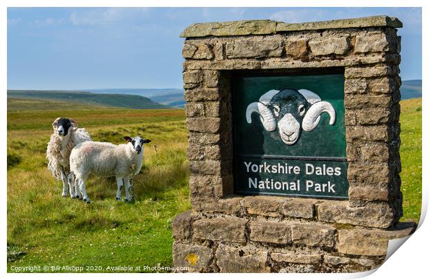 Swaledale sheep. Print by Bill Allsopp