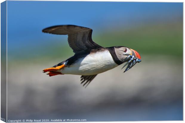 Puffin with Sand Eels in flight turning left Canvas Print by Philip Royal