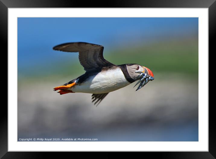 Puffin with Sand Eels in flight turning left Framed Mounted Print by Philip Royal