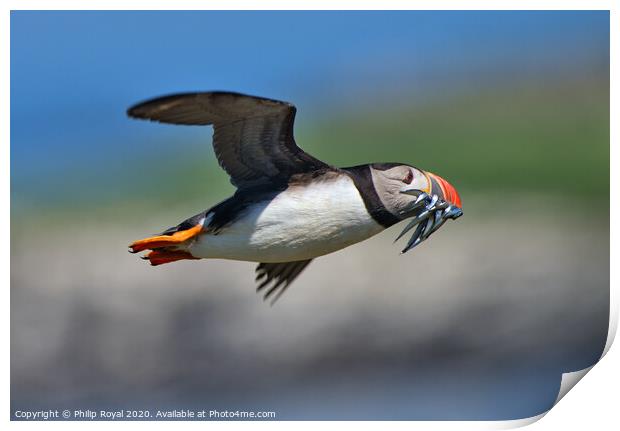 Puffin with Sand Eels in flight turning left Print by Philip Royal