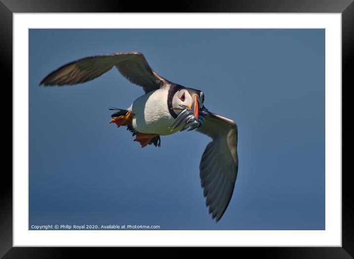 Puffin with Sand Eels in flight head on Framed Mounted Print by Philip Royal