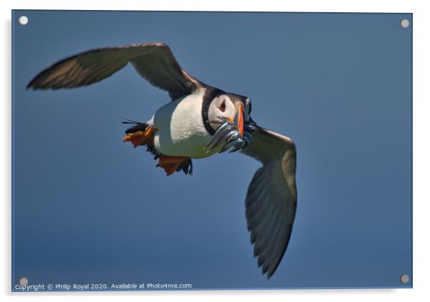 Puffin with Sand Eels in flight head on Acrylic by Philip Royal