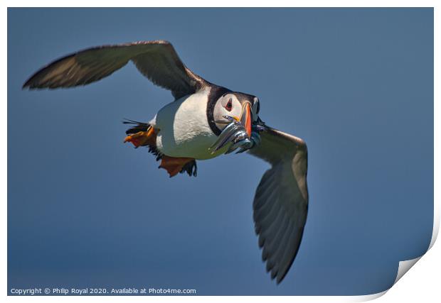 Puffin with Sand Eels in flight head on Print by Philip Royal