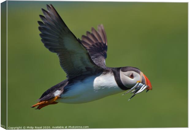 A Puffin with Sand Eels in flight Canvas Print by Philip Royal