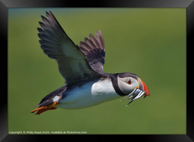 A Puffin with Sand Eels in flight Framed Print by Philip Royal