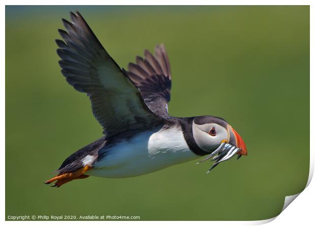 A Puffin with Sand Eels in flight Print by Philip Royal