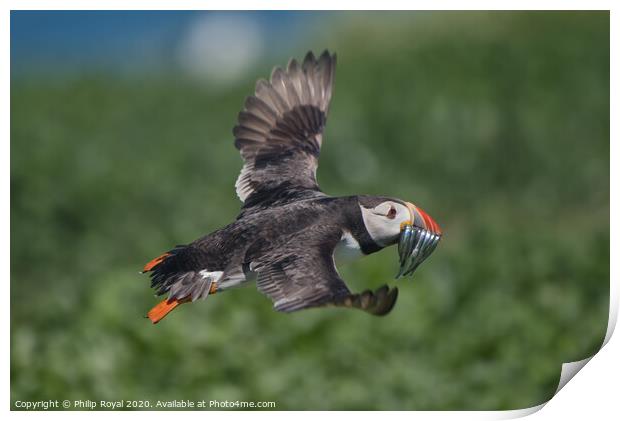 Puffin with Sand Eels about to land Print by Philip Royal