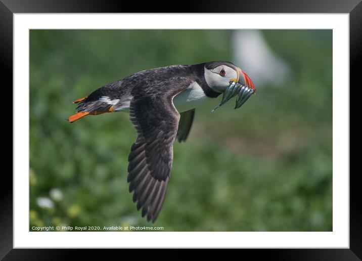 Puffin with Sand Eels in flight over the ground Framed Mounted Print by Philip Royal