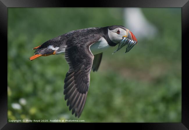 Puffin with Sand Eels in flight over the ground Framed Print by Philip Royal