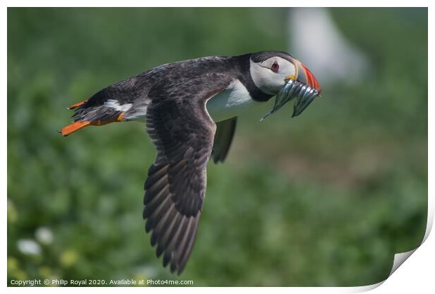 Puffin with Sand Eels in flight over the ground Print by Philip Royal