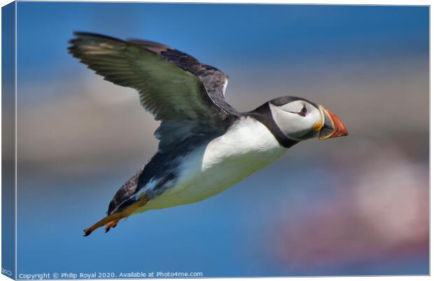 Puffin in flight over the sea Canvas Print by Philip Royal