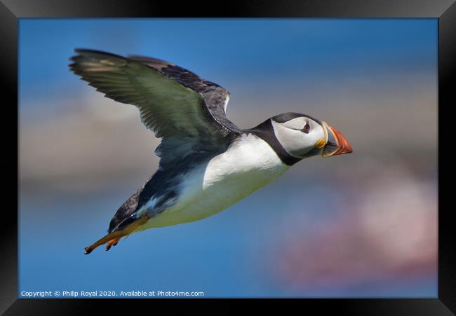 Puffin in flight over the sea Framed Print by Philip Royal
