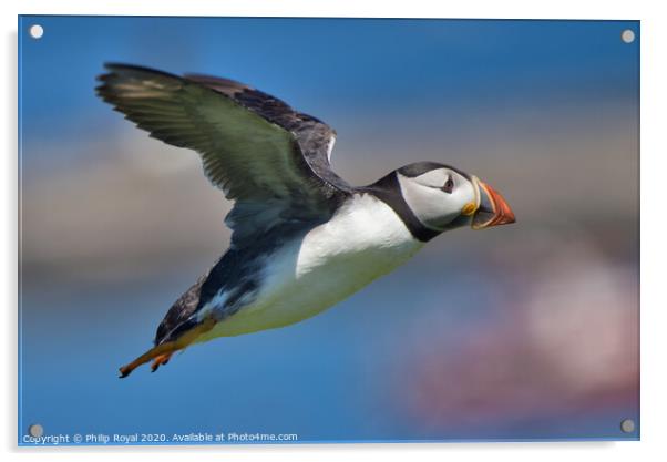 Puffin in flight over the sea Acrylic by Philip Royal