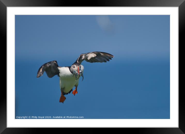 Puffin with Sand Eels looking for a landing place Framed Mounted Print by Philip Royal