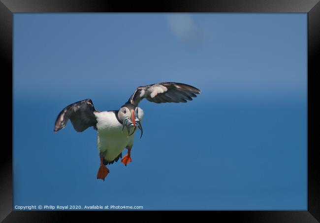 Puffin with Sand Eels looking for a landing place Framed Print by Philip Royal