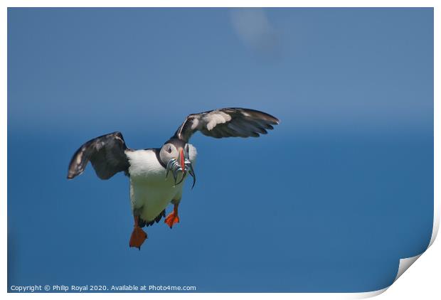 Puffin with Sand Eels looking for a landing place Print by Philip Royal