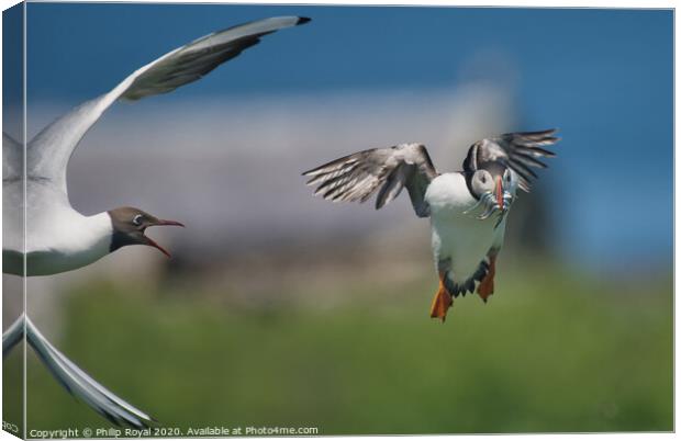 Puffin with Sand Eels attacked by Tern Canvas Print by Philip Royal