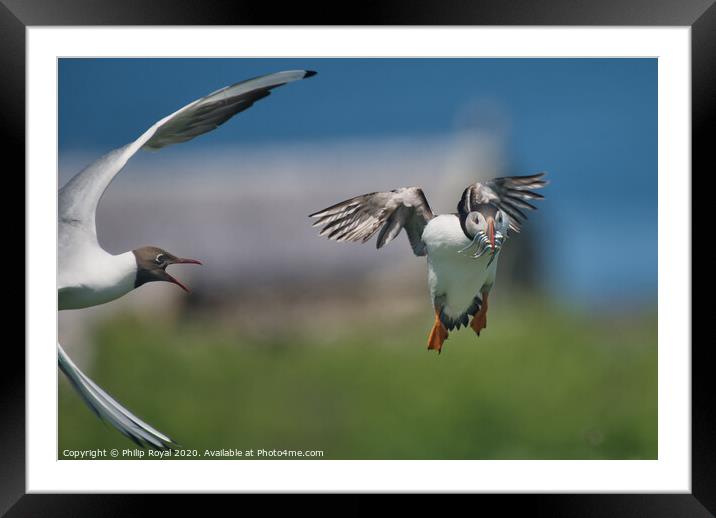 Puffin with Sand Eels attacked by Tern Framed Mounted Print by Philip Royal