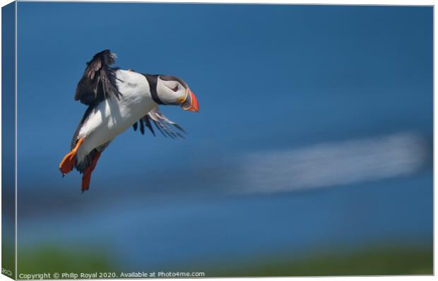 Puffin on Final Landing Approach Canvas Print by Philip Royal