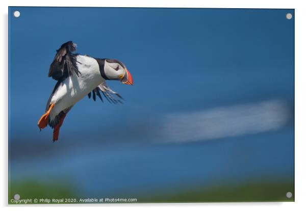 Puffin on Final Landing Approach Acrylic by Philip Royal