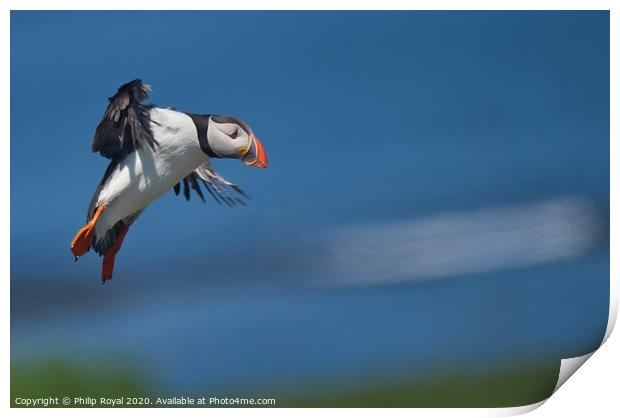 Puffin on Final Landing Approach Print by Philip Royal