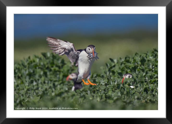 Puffin with Sand Eels about to Touch Down Framed Mounted Print by Philip Royal