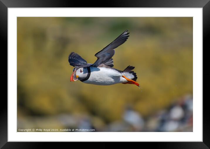 Puffin in flight with yellow Background Framed Mounted Print by Philip Royal
