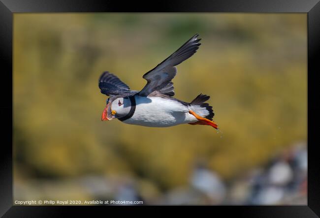 Puffin in flight with yellow Background Framed Print by Philip Royal