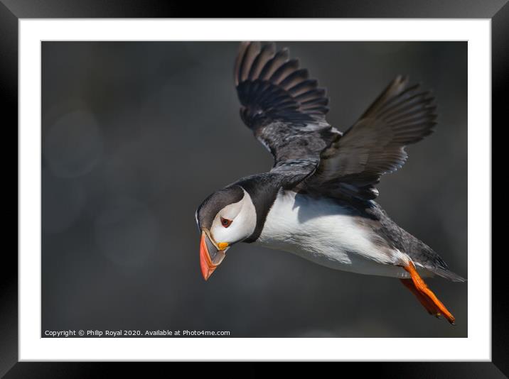 Puffin looking down to the left Framed Mounted Print by Philip Royal