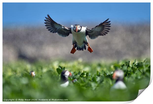 Puffin head on Landing Approach Print by Philip Royal