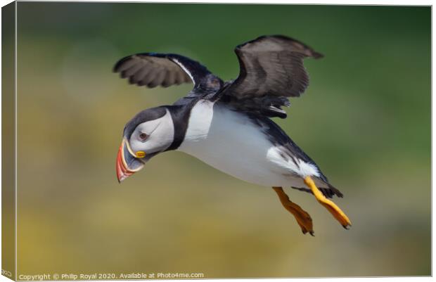 Flying Puffin looking for a landing spot Canvas Print by Philip Royal
