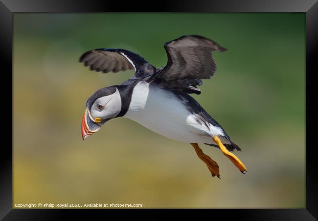 Flying Puffin looking for a landing spot Framed Print by Philip Royal